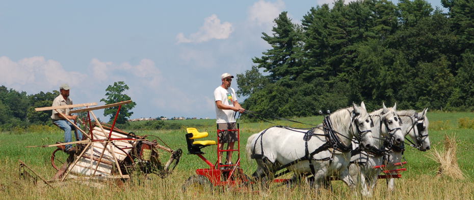 Draft Horse Powered Harvest