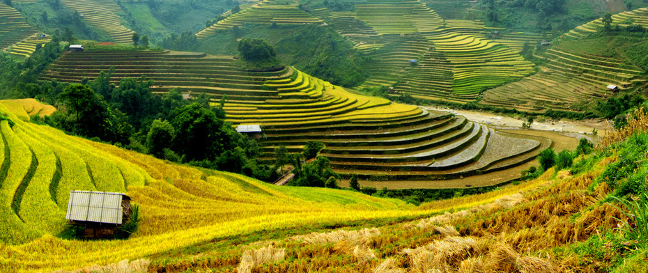 TERRACED FIELD